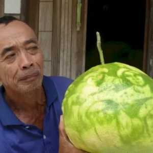 Geger Jeruk Bali Bergambar Wali Songo di Jepara, Daun dan Batangnya Kini Diserbu