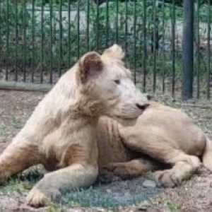 Viral Video Singa Putih di Ancol Kurus dan Jalannya Diseret, Ini Penjelasan Faunaland