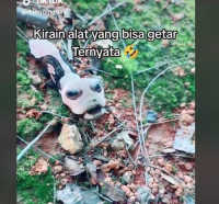 Heboh Kemunculan Ulat Aneh Berkepala Alien, Hewan Apa Itu?