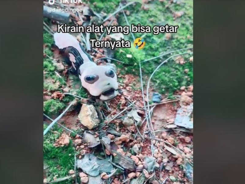 Heboh Kemunculan Ulat Aneh Berkepala Alien, Hewan Apa Itu?