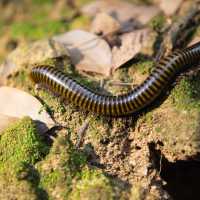 Aksi Kocak Pria Hitung Hewan Kaki Seribu, Ternyata Segini Jumlahnya