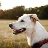 Viral Anjing Digantung dan Dikuliti Hidup-hidup, Ahmad Sahroni Minta Pelaku Ditangkap