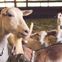 5 Tips Membersihkan Kepala Kambing Agar Bebas Kotoran dan Tak Bau Prengus