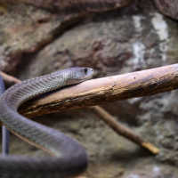 Video Duel Sengit 2 Ular Berbisa di Dunia, Siapa Pemenangnya?