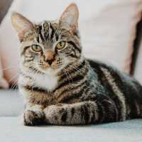 Geger Pemilik Kos di Semarang Makan Kucing: Sudah 10 Ekor Dilahap, Buat Obat Diabetes