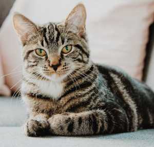 Geger Pemilik Kos di Semarang Makan Kucing: Sudah 10 Ekor Dilahap, Buat Obat Diabetes