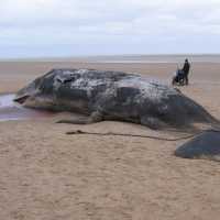 Peneliti Temukan Emas Mengambang Rp8,3 Miliar di Perut Bangkai Paus Sperma