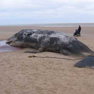 Peneliti Temukan Emas Mengambang Rp8,3 Miliar di Perut Bangkai Paus Sperma