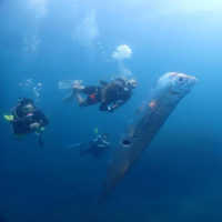 Ikan Kiamat Raksasa Muncul di Perairan Dangkal, Ada Apa?