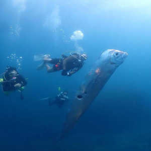 Ikan Kiamat Raksasa Muncul di Perairan Dangkal, Ada Apa?