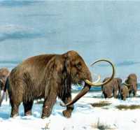 Fosil Gajah Purba Berusia Ratusan Ribu Tahun Ditemukan di NTT