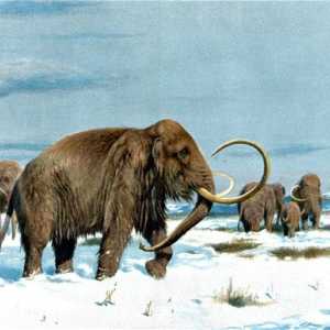 Fosil Gajah Purba Berusia Ratusan Ribu Tahun Ditemukan di NTT