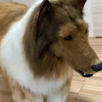 Pria Ini Habiskan Rp213 Juta Untuk Dandan Ala Anjing