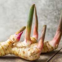 Jadi Bumbu Wajib Seblak, Ini 6 Khasiat Dahsyat Kencur