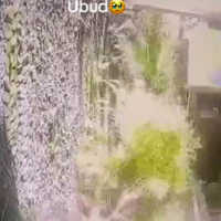 Video Detik-detik Lift Ressort di Bali Jatuh ke Jurang dan Tewaskan 5 Orang