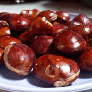 Viral Video Jengkol Bisa Bikin Sakit Ginjal, Ini Faktanya