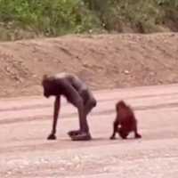 Viral Orangutan Kurus Berjalan di Area Tambang di Kaltim, BKSDA Buka Suara