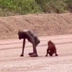 Viral Orangutan Kurus Berjalan di Area Tambang di Kaltim, BKSDA Buka Suara