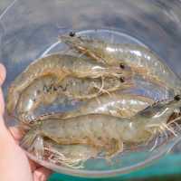 Amankah Makan Kotoran di Punggung Udang, Ini Penjelasan Ahli