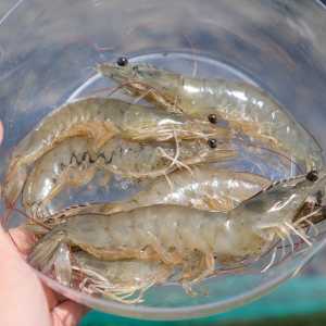 Amankah Makan Kotoran di Punggung Udang, Ini Penjelasan Ahli