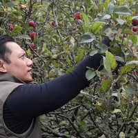 Jokowi Kode Demokrat Masuk Kabinet, AHY Unggah Foto Panen Apel dan Singgung Pertanian