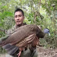 Sempat Dianggap Punah, Burung Kuau Raja Ditemukan dan Ditangkap di Leuser Aceh