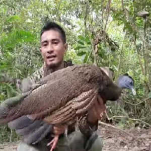 Sempat Dianggap Punah, Burung Kuau Raja Ditemukan dan Ditangkap di Leuser Aceh