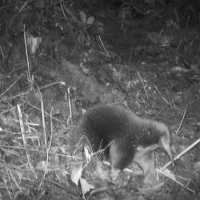 Mamalia Ini Ditemukan Lagi di Papua Usai 62 Tahun Sempat Dinyatakan Punah