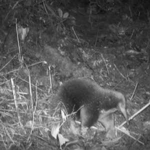 Mamalia Ini Ditemukan Lagi di Papua Usai 62 Tahun Sempat Dinyatakan Punah