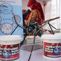 Apa Itu Nyamuk Wolbachia Karya Bill Gates Untuk Pembasmi DBD, Ini Penjelasan Kemenkes