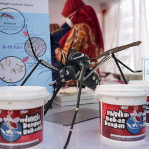 Apa Itu Nyamuk Wolbachia Karya Bill Gates Untuk Pembasmi DBD, Ini Penjelasan Kemenkes