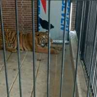 Pria di Samarinda Tewas Diterkam Harimau Milik Majikannya Saat Beri Makan di Kandang