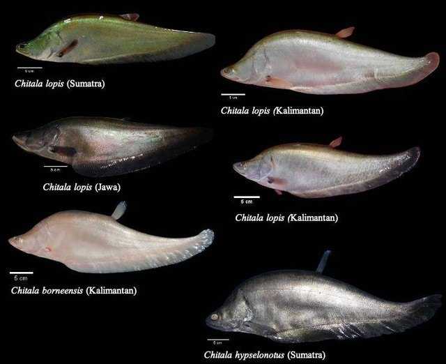     Koleksi ikan belida dari riset BRIN (BRIN)