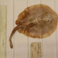 Ikan Pari Jawa Punah! Ikan Laut Pertama di Dunia yang Punah Akibat Ulah Manusia