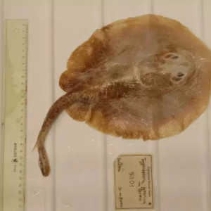 Ikan Pari Jawa Punah! Ikan Laut Pertama di Dunia yang Punah Akibat Ulah Manusia