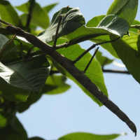 Kisah Pemuda Asal Kupang Temukan Spesies Serangga Ranting Baru