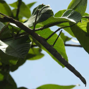 Kisah Pemuda Asal Kupang Temukan Spesies Serangga Ranting Baru