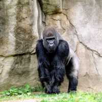 Viral Gorila Lempar Pengunjung dengan Kayu di Bonbin Ragunan