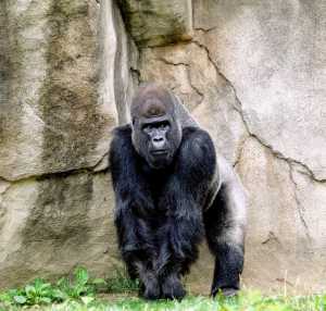 Viral Gorila Lempar Pengunjung dengan Kayu di Bonbin Ragunan