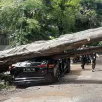Pohon Besar di Depan Rumah Prabowo Tumbang, Fortuner Milik Staf Polri Jadi Korban