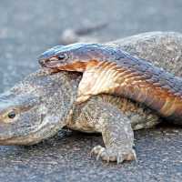 Viral Video Duel King Kobra vs Biawak Hingga Ditonton Jutaan Kali, Siapa Pemenangnya?