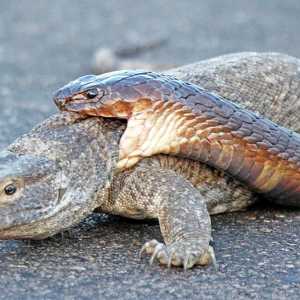 Viral Video Duel King Kobra vs Biawak Hingga Ditonton Jutaan Kali, Siapa Pemenangnya?