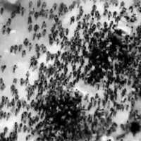 Biadab! Tentara Israel Tembaki Warga Palestina Saat Antre Bantuan, 112 tewas