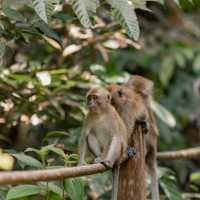 Viral Monyet Ekor Panjang Turun Gunung Merapi Serbu Pemukiman Sleman