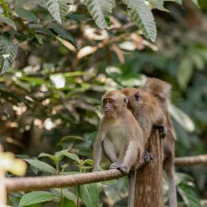 Heboh Kawanan Monyet Serbu Pemukiman di Bandung, Ahli ITB Sebut Tanda Bencana Datang