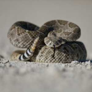 Jadi Ular Paling Berbisa dan Punya Ekor yang Selalu berbunyi, Ini Isi Ekor Ular Derik