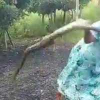 Viral Emak-emak Banting Ular Besar Gegara Kesal Ternaknya Dimakan