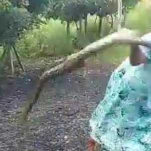 Viral Emak-emak Banting Ular Besar Gegara Kesal Ternaknya Dimakan