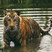 Punah Sejak 1980-an, Harimau Jawa Diduga Tinggalkan Jejak di Sukabumi