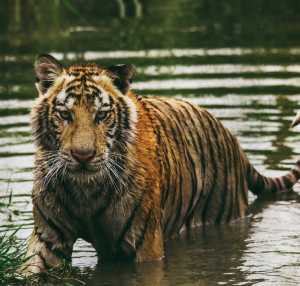 Punah Sejak 1980-an, Harimau Jawa Diduga Tinggalkan Jejak di Sukabumi